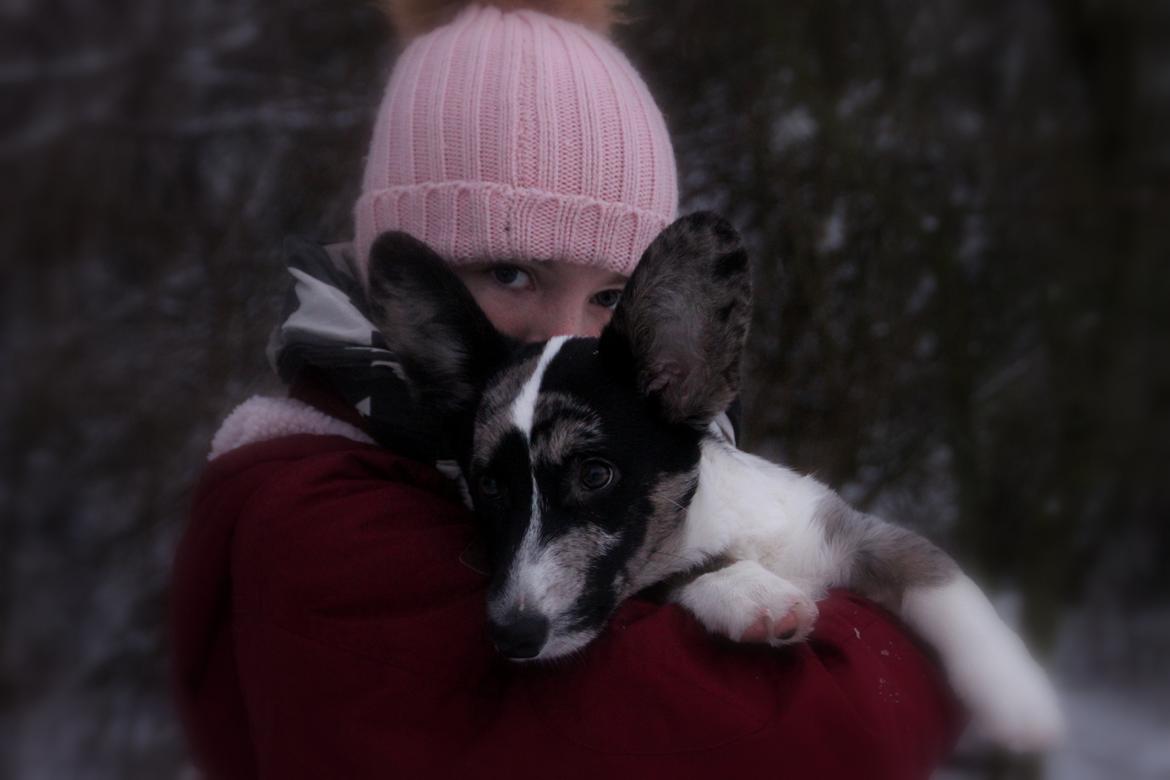 Welsh corgi cardigan Smarties Marcos (Krop-og-Poter) - Marcos og jeg :). Taget 24. januar 2015 billede 38