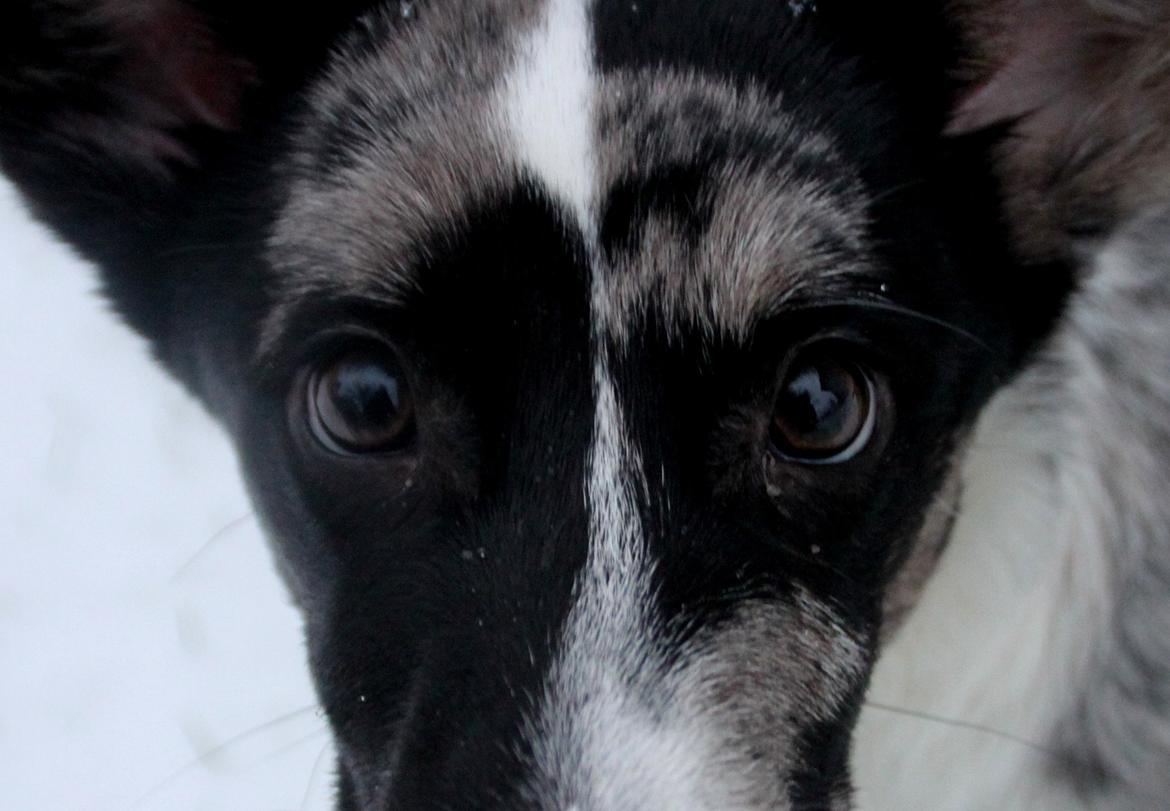 Welsh corgi cardigan Smarties Marcos (Krop-og-Poter) - Marcos' smukke øjne :). Taget 24. januar 2015 billede 22