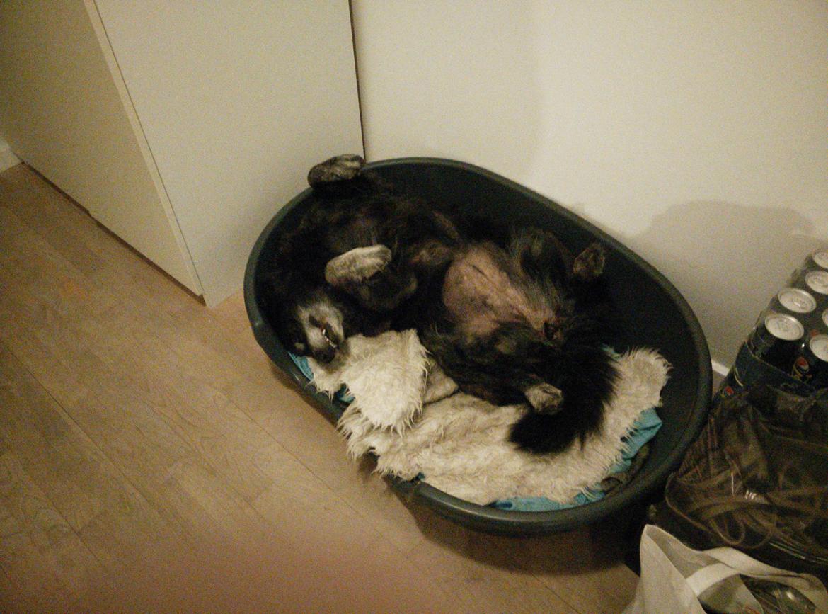 Blanding af racer Freja billede 14