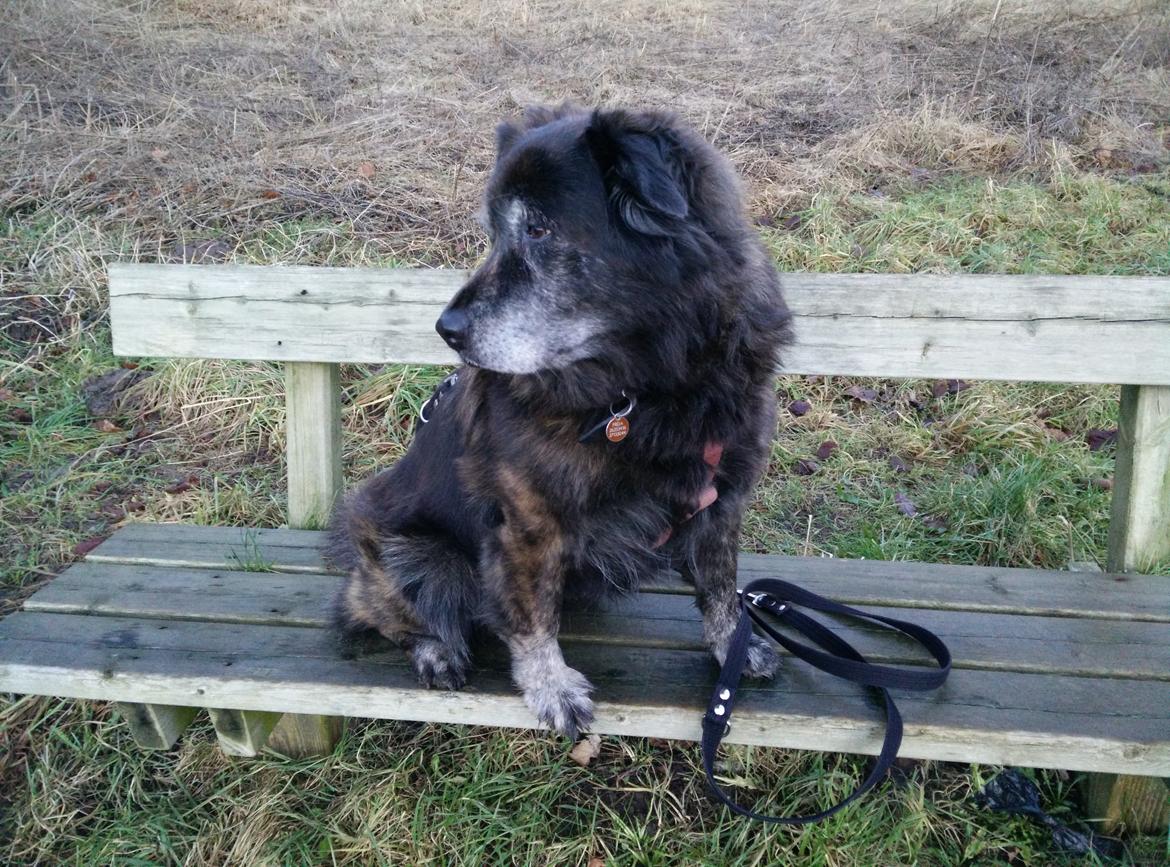 Blanding af racer Freja billede 13