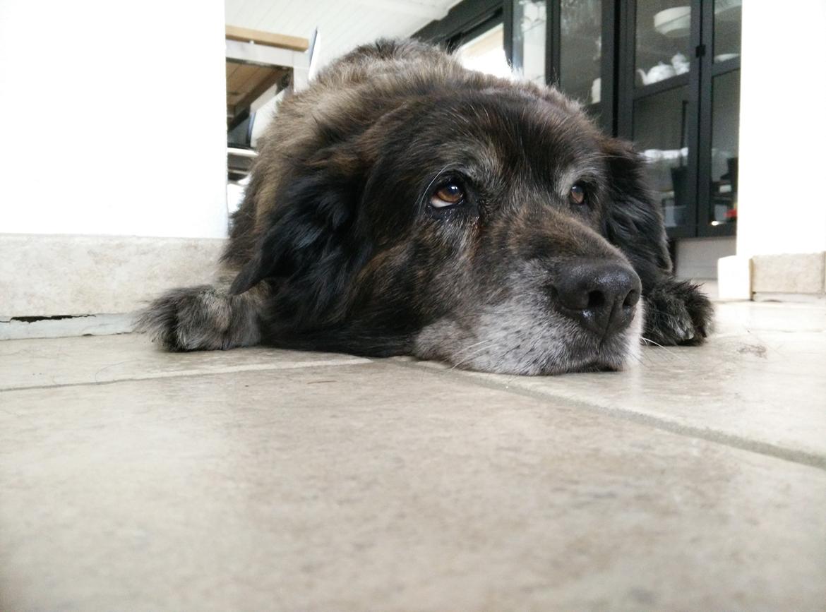 Blanding af racer Freja billede 15