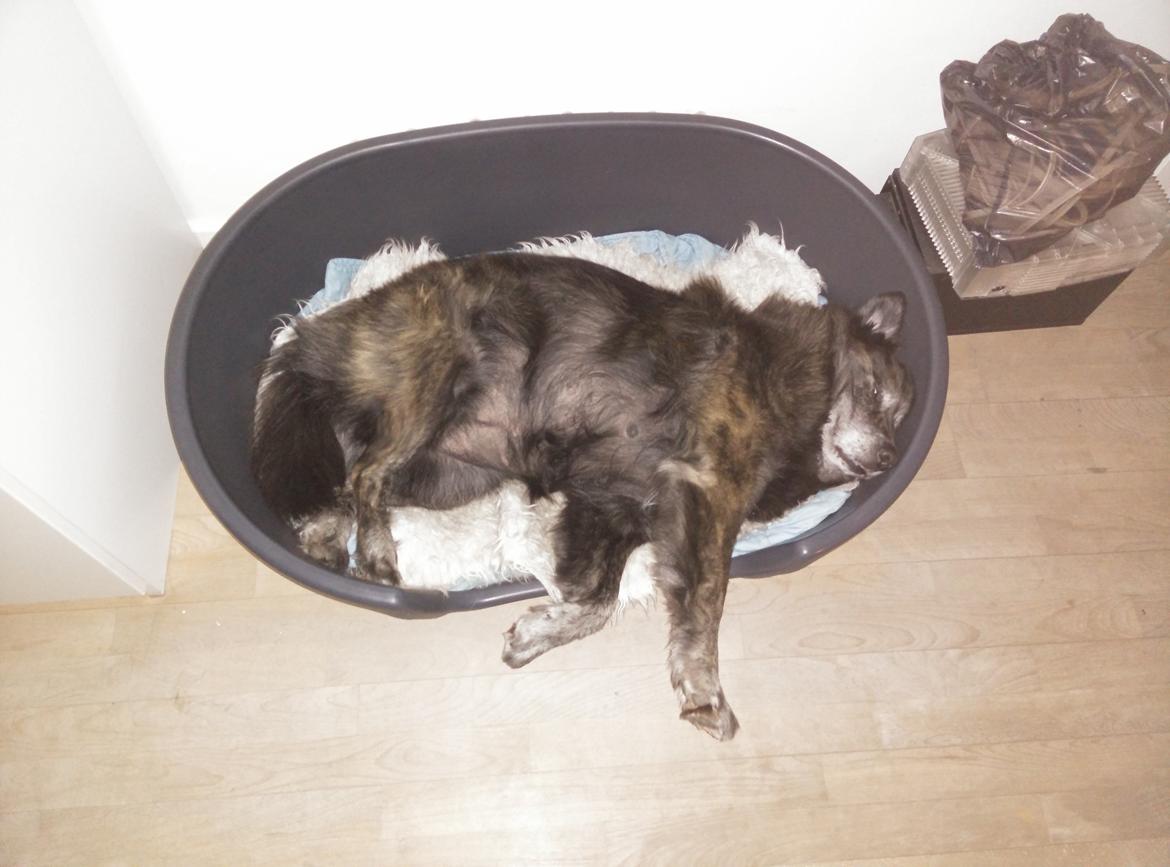 Blanding af racer Freja - For lille kurv eller for lange ben?? billede 12