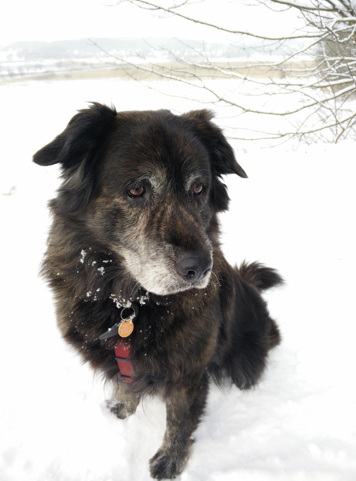 Blanding af racer Freja billede 11