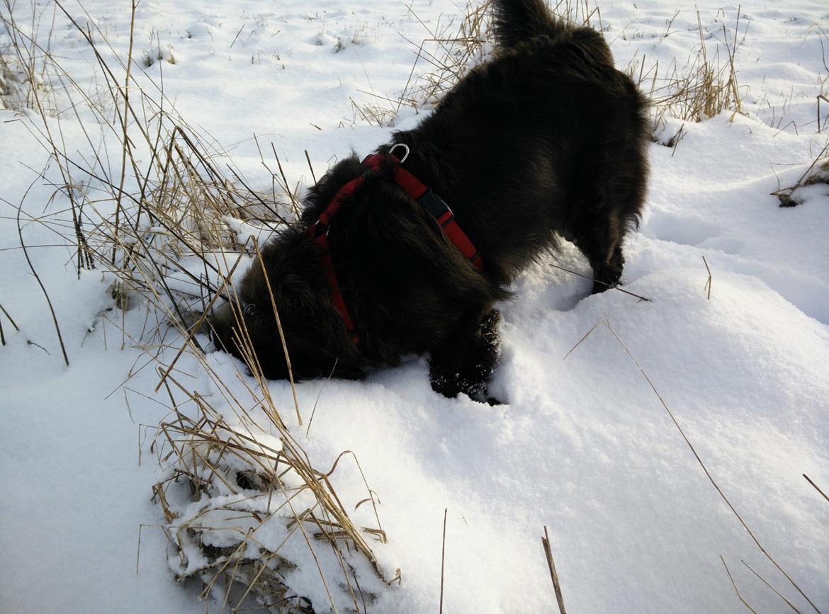 Blanding af racer Freja - Der er noget, der dufter.. billede 16