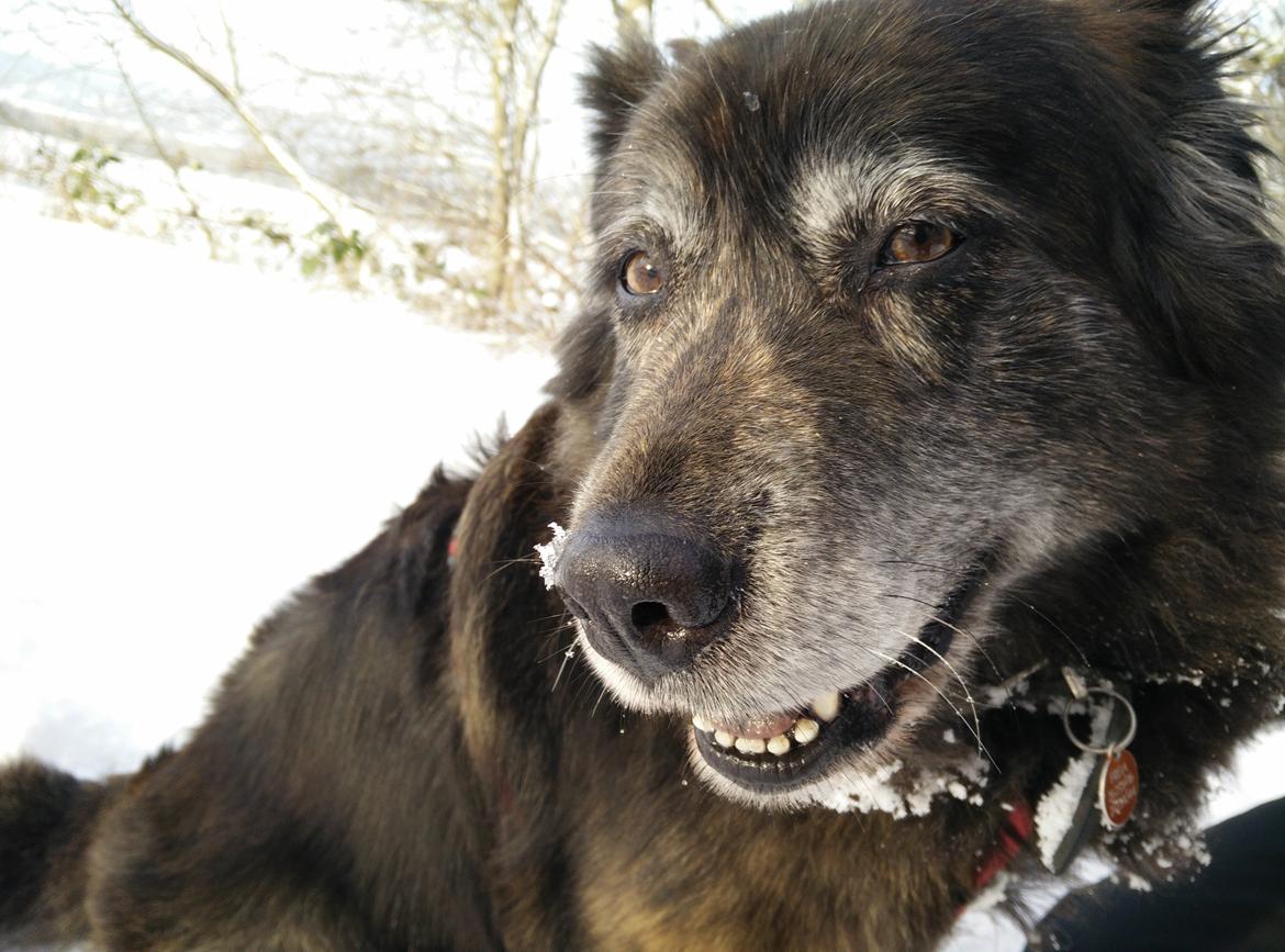 Blanding af racer Freja billede 18