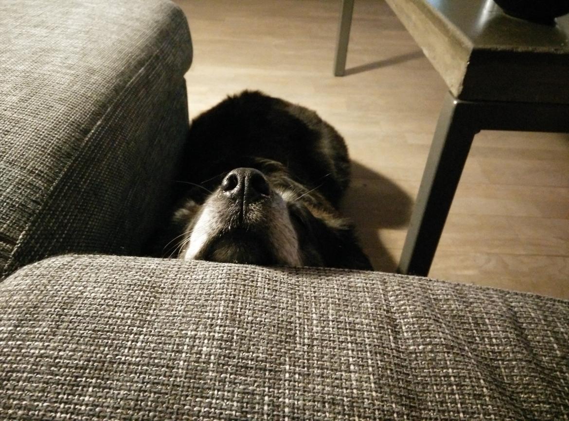 Blanding af racer Freja billede 20