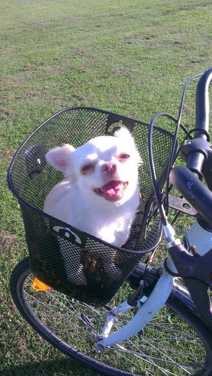 Chihuahua Mischa billede 1