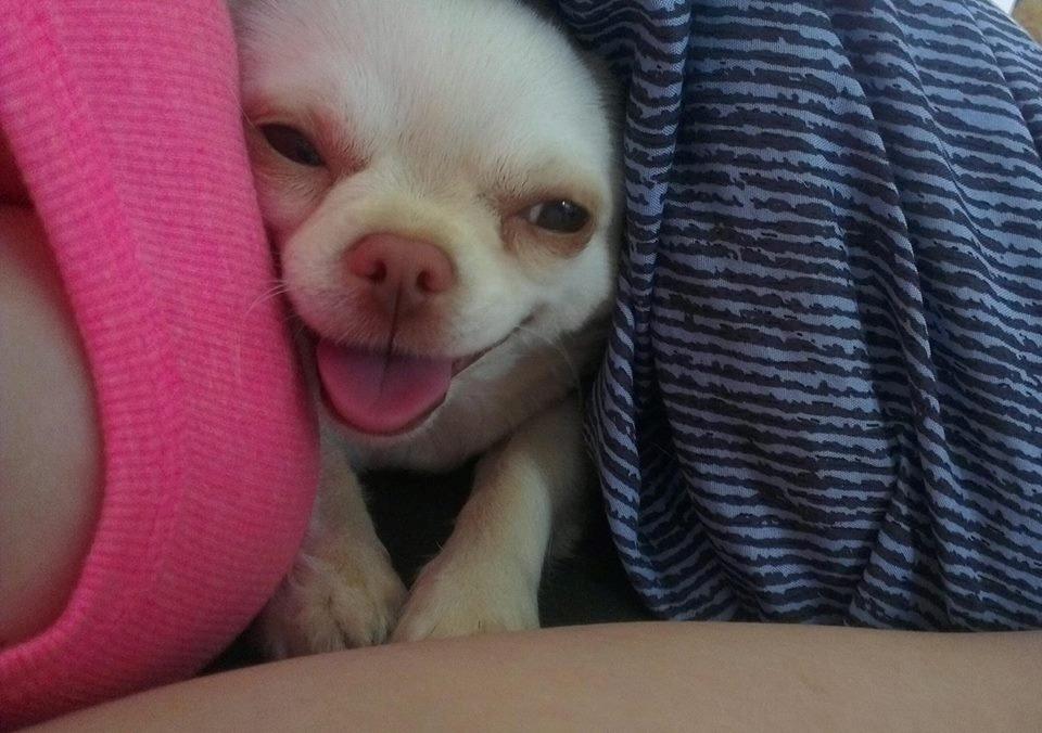 Chihuahua Mischa billede 3