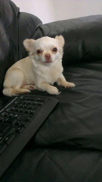 Chihuahua Mischa billede 4