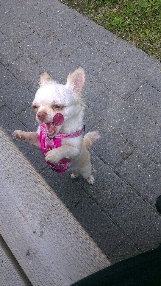 Chihuahua Mischa billede 5