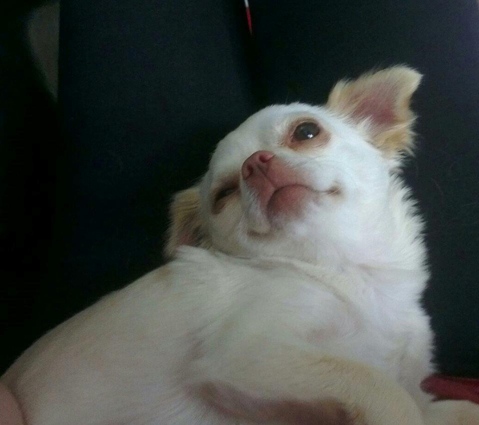 Chihuahua Mischa billede 6