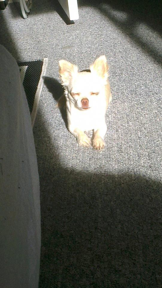 Chihuahua Mischa billede 7