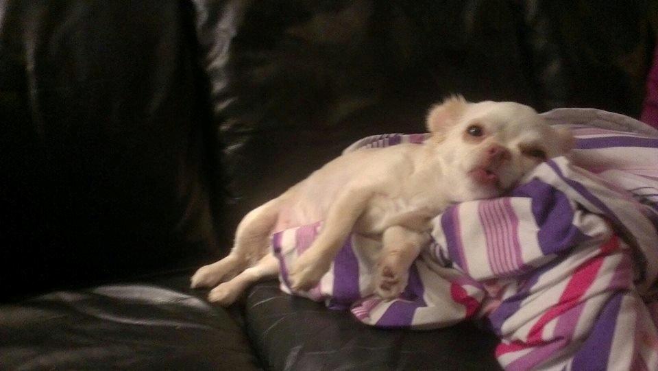 Chihuahua Mischa billede 8