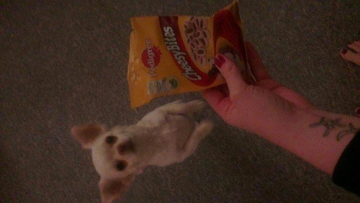 Chihuahua Mischa billede 9