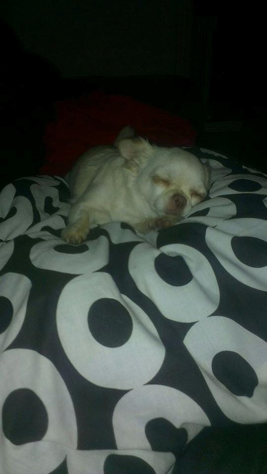 Chihuahua Mischa billede 10