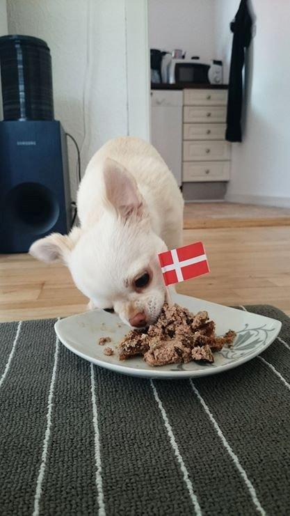 Chihuahua Mischa billede 11