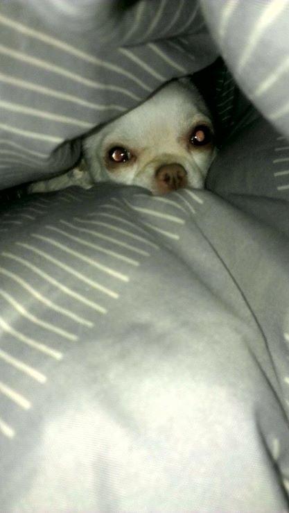 Chihuahua Mischa billede 12