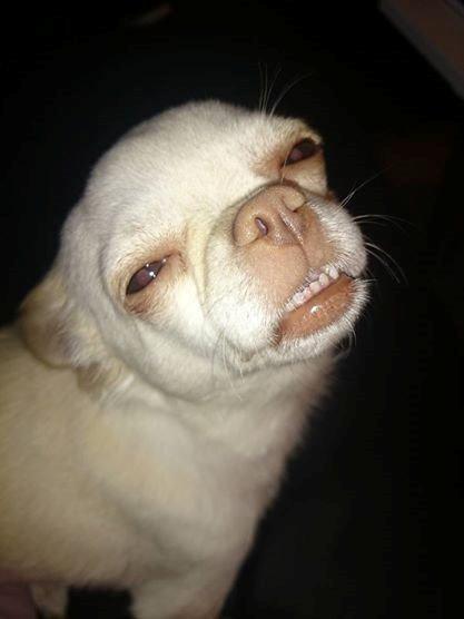 Chihuahua Mischa billede 13