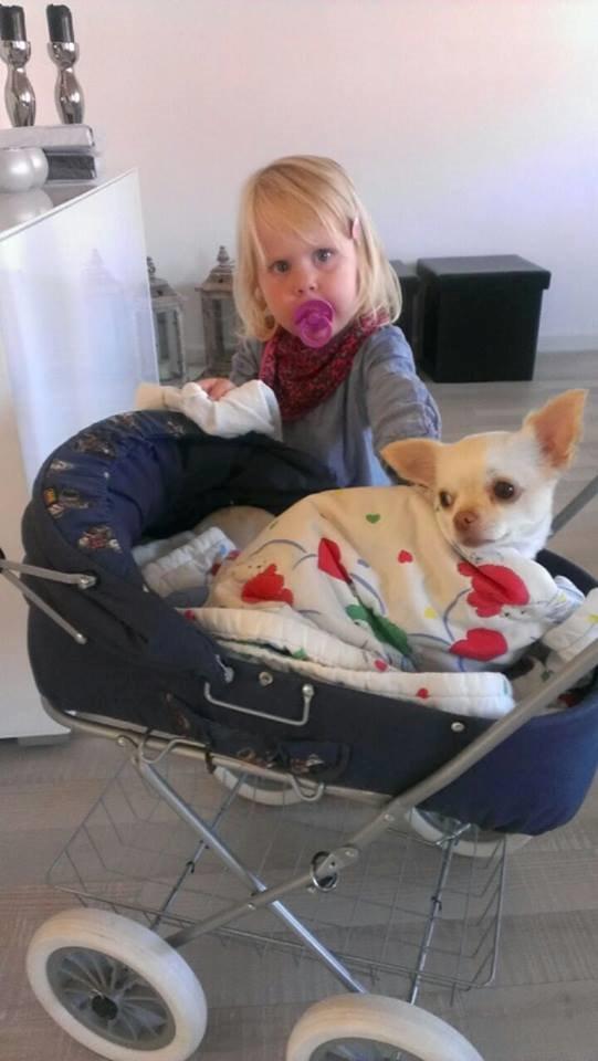 Chihuahua Mischa billede 14