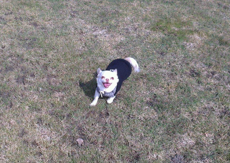 Chihuahua Mischa billede 2