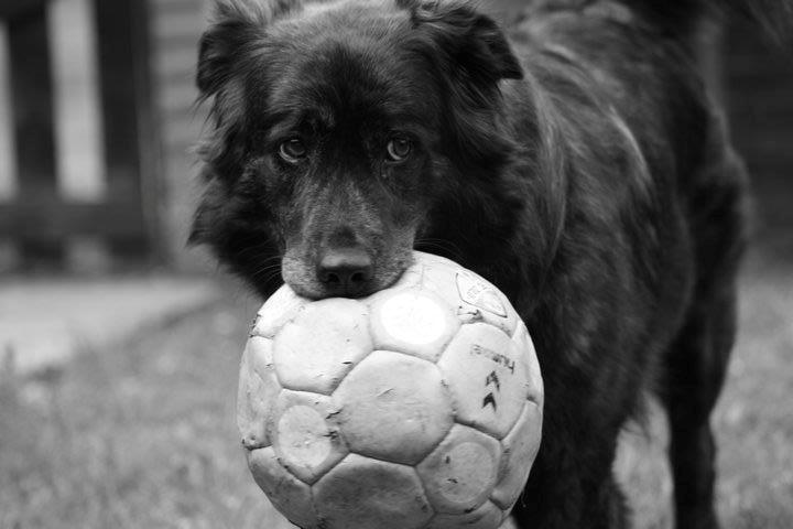 Blanding af racer Freja billede 19