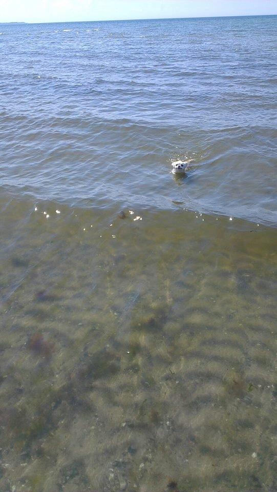 Chihuahua Mischa billede 15