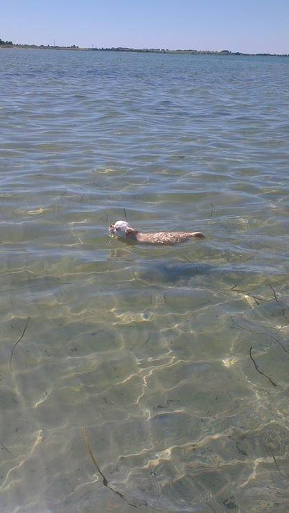 Chihuahua Mischa billede 17