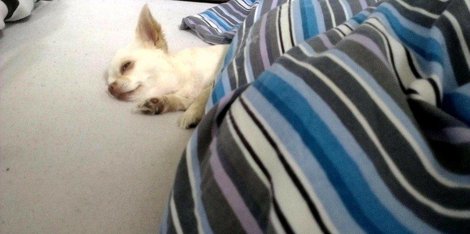 Chihuahua Mischa billede 18