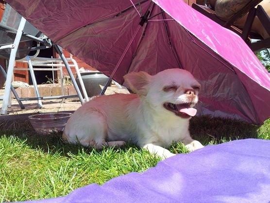 Chihuahua Mischa billede 19