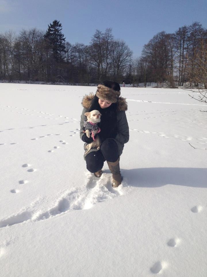 Chihuahua Mischa billede 20