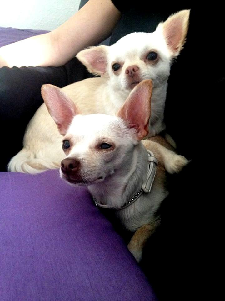 Chihuahua Mischa billede 21