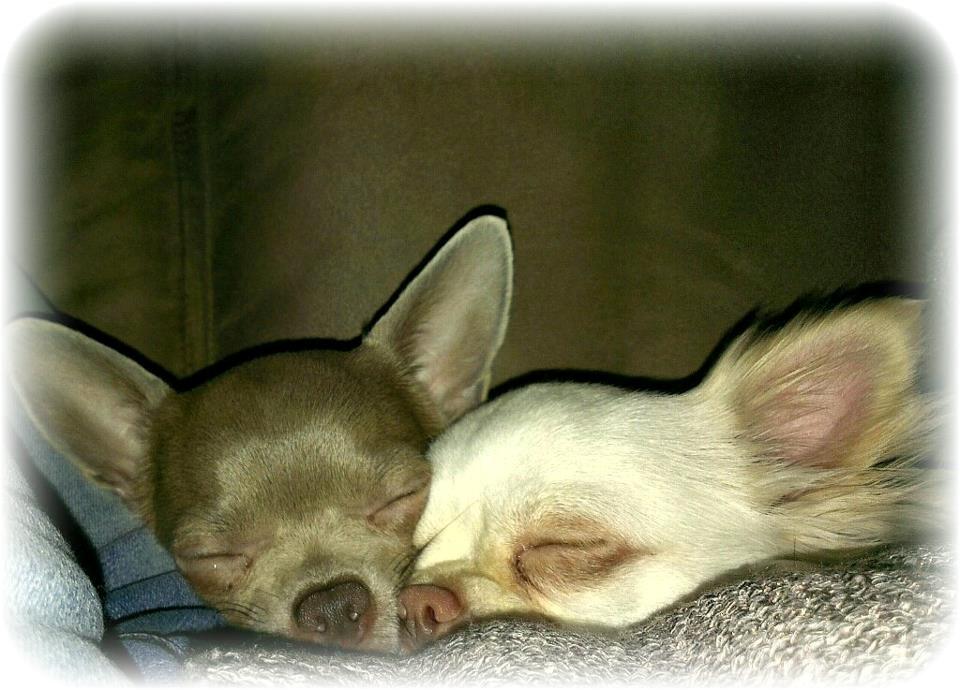 Chihuahua Mischa billede 16