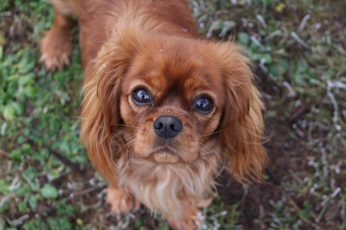 Cavalier king charles spaniel Canidan's Dare me (Maia) - 23/1 frostdag billede 4
