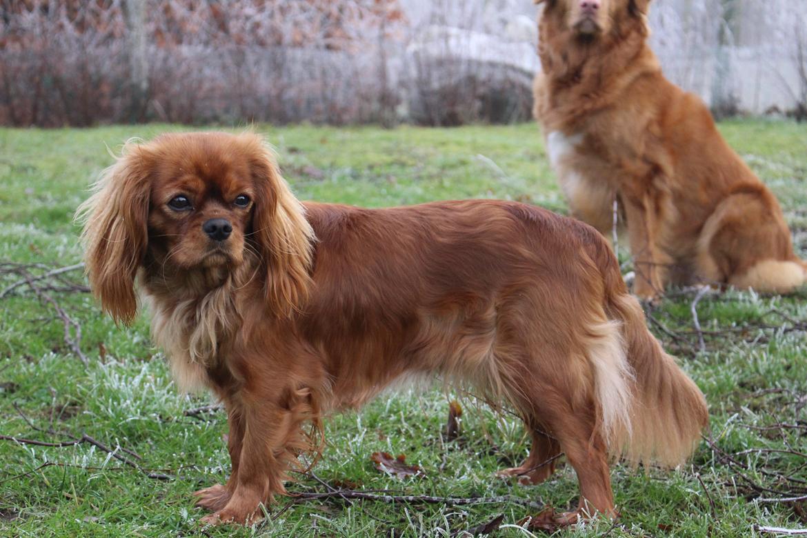 Cavalier king charles spaniel Canidan's Dare me (Maia) - 23/1 2015 smukkeste Maia 1 år billede 26