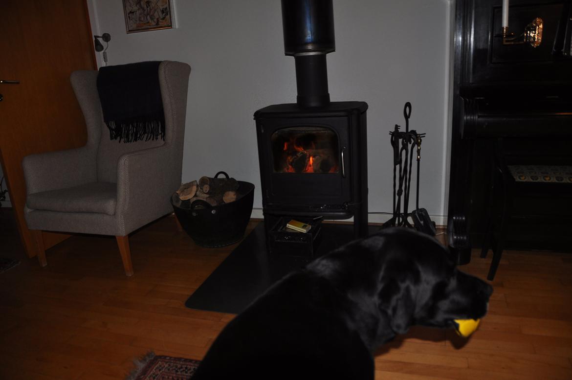 Labrador retriever Ozzy billede 23