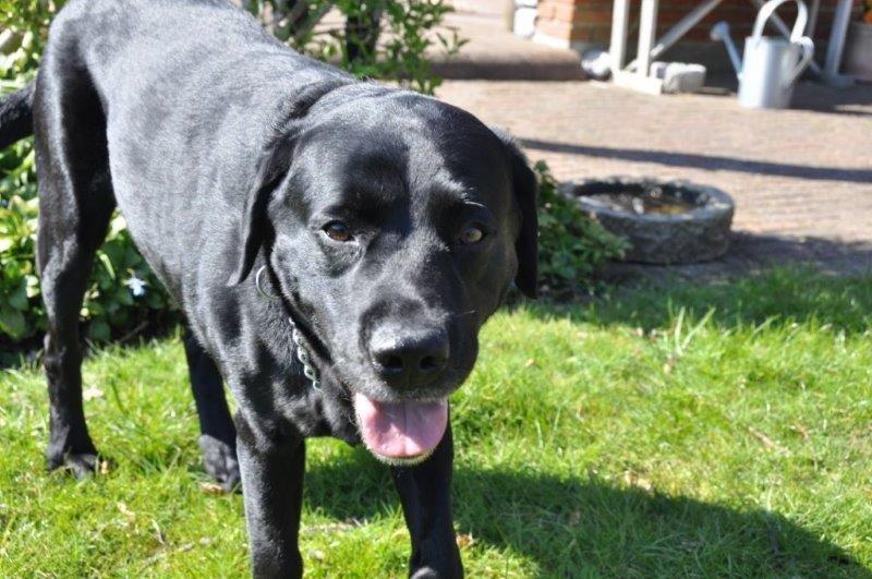 Labrador retriever Ozzy billede 1