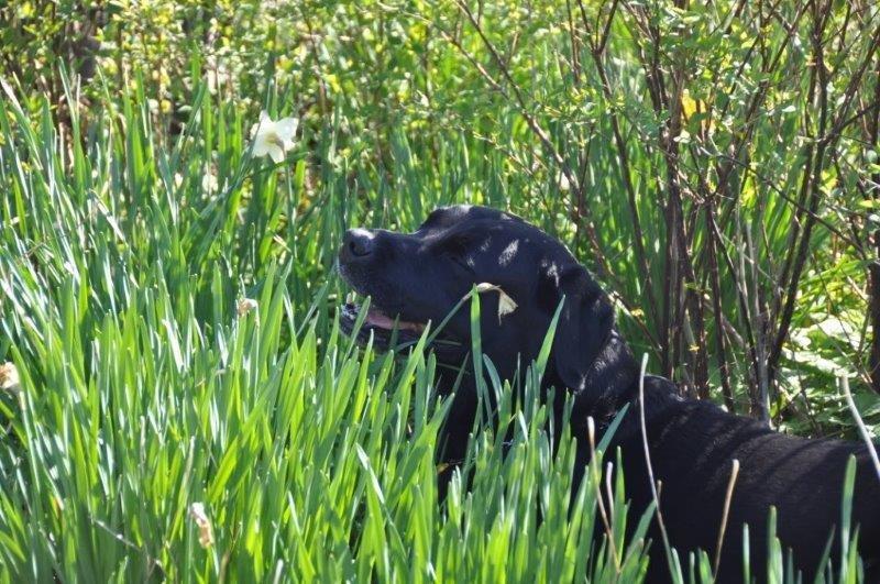 Labrador retriever Ozzy billede 16