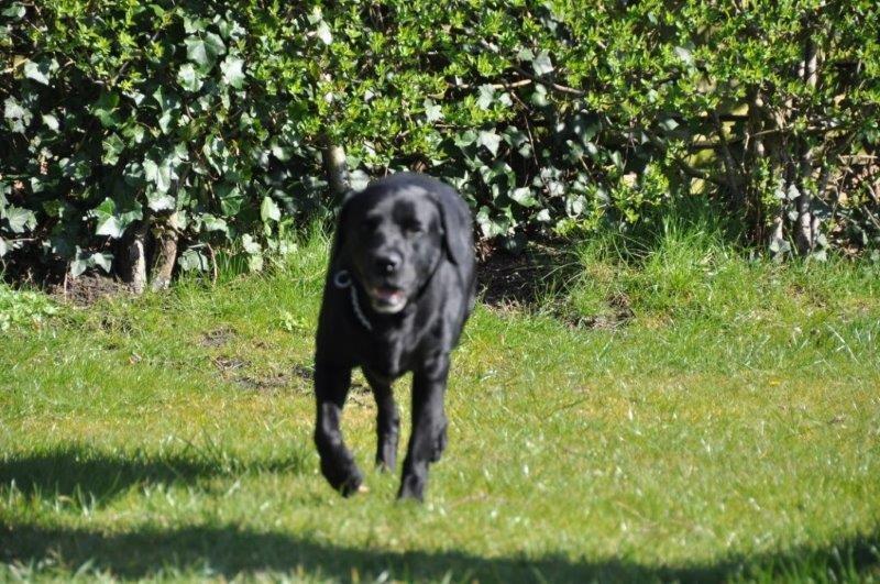 Labrador retriever Ozzy billede 18