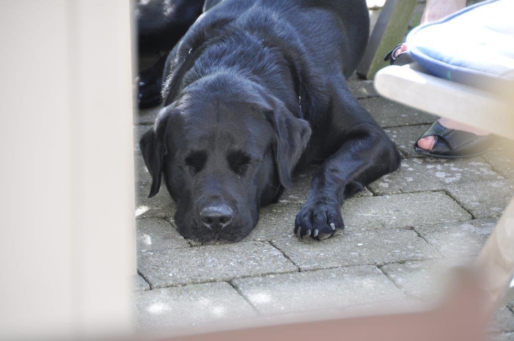 Labrador retriever Ozzy billede 19