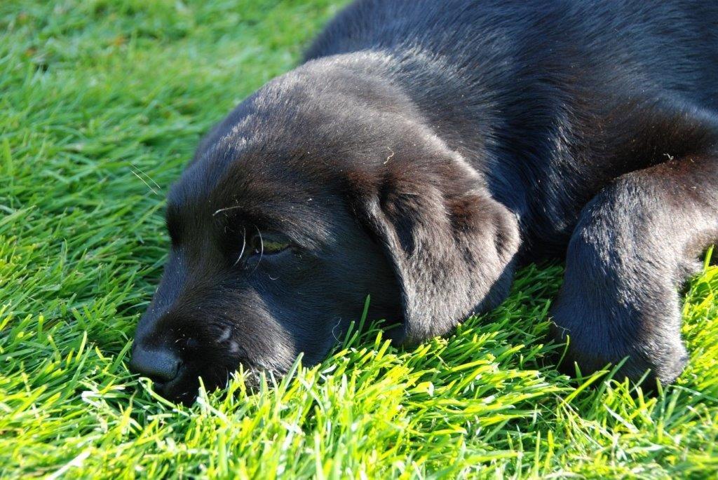 Labrador retriever Ozzy billede 8