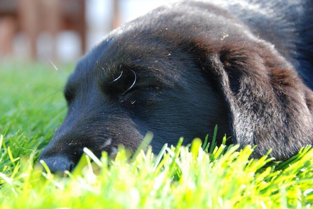 Labrador retriever Ozzy billede 6