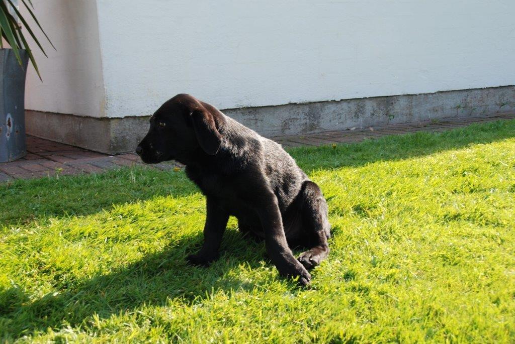 Labrador retriever Ozzy billede 24