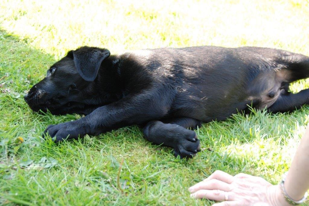 Labrador retriever Ozzy billede 20