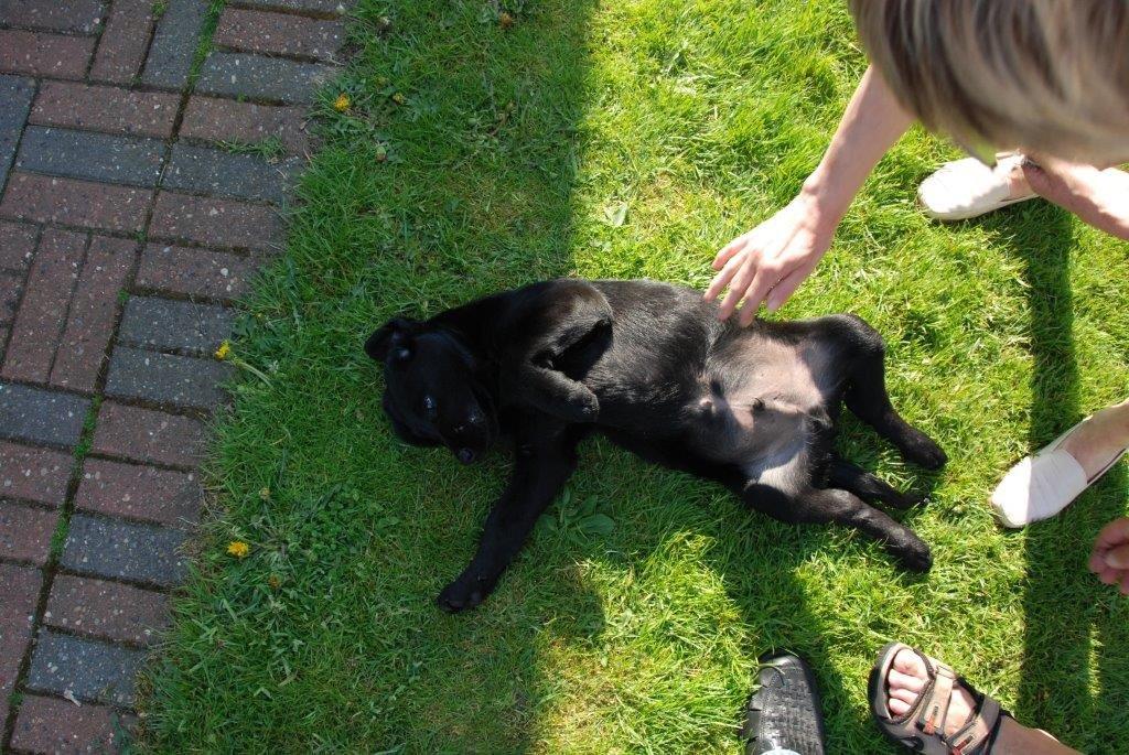 Labrador retriever Ozzy billede 21