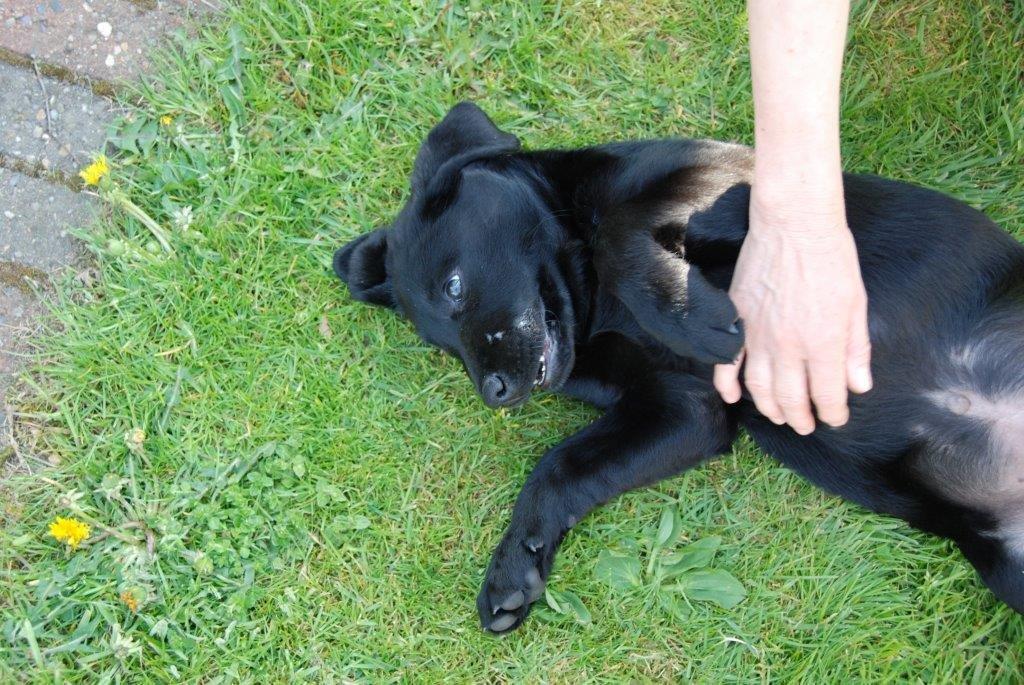 Labrador retriever Ozzy billede 25