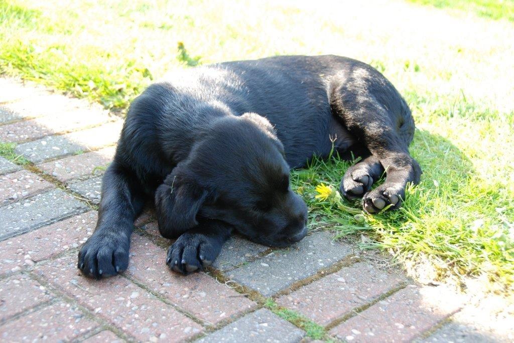 Labrador retriever Ozzy billede 22