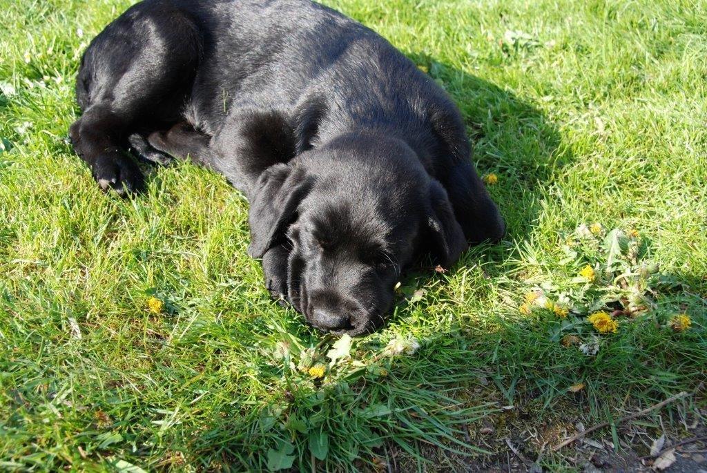 Labrador retriever Ozzy billede 14