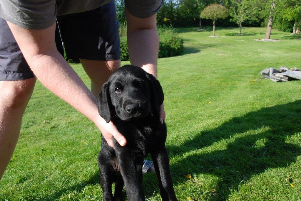 Labrador retriever Ozzy billede 7