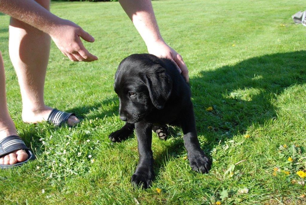 Labrador retriever Ozzy billede 12