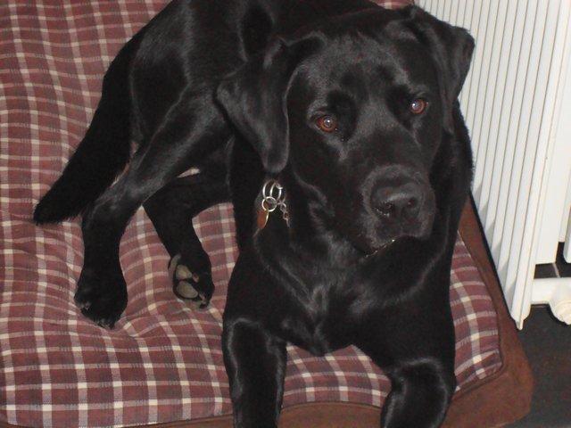 Labrador retriever Ozzy billede 2